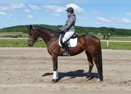 Koń trakeński, Klacz, 6 lat, 167 cm, Gniada