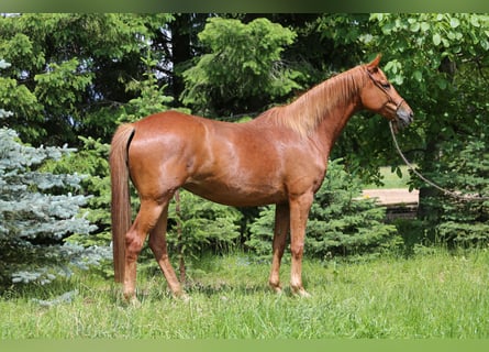 Koń trakeński, Klacz, 6 lat, 167 cm, Kasztanowata