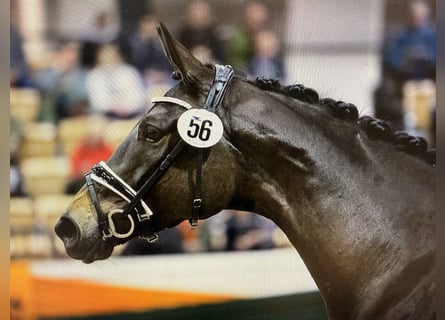 Koń trakeński, Klacz, 6 lat, 169 cm, Ciemnogniada