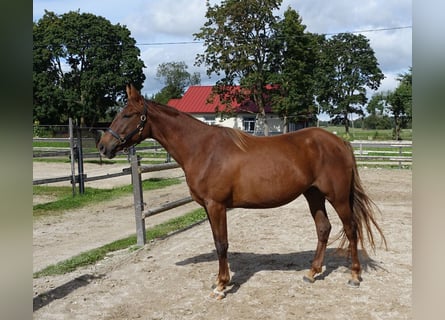 Koń trakeński, Klacz, 6 lat, 171 cm, Ciemnokasztanowata
