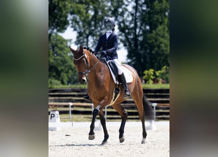 Koń trakeński, Klacz, 7 lat, 168 cm, Ciemnogniada