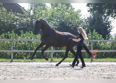 Koń trakeński, Klacz, 7 lat, 170 cm, Kara