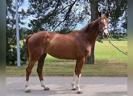 Koń trakeński, Klacz, 7 lat, 173 cm, Kasztanowata