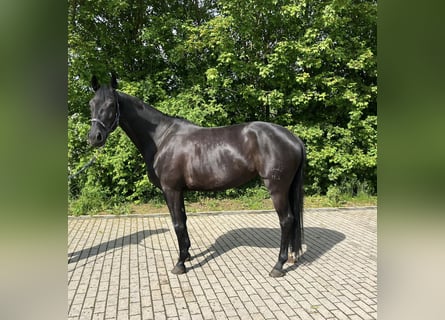 Koń trakeński, Klacz, 8 lat, 167 cm, Kara