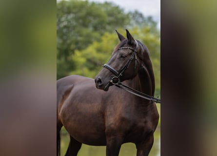 Koń trakeński, Klacz, 8 lat, 170 cm, Skarogniada