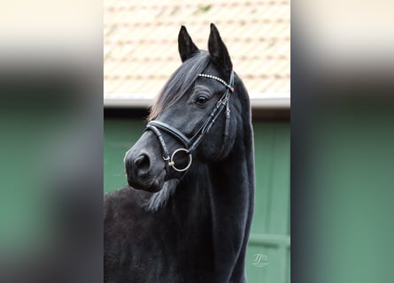 Koń trakeński, Klacz, 9 lat, 164 cm, Kara
