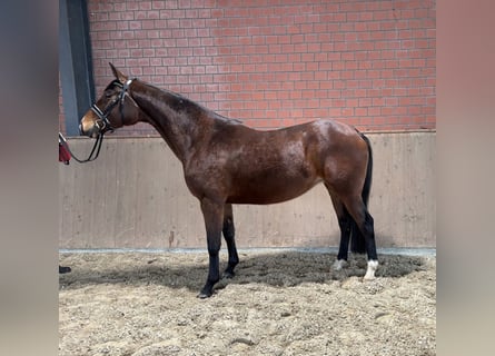 Koń trakeński, Klacz, 9 lat, 167 cm, Gniada
