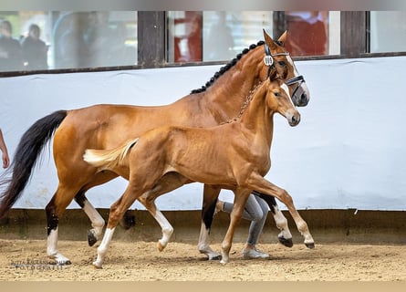 Koń trakeński, Klacz, Źrebak (04/2024), 168 cm, Ciemnokasztanowata