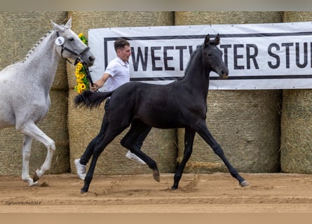 Koń trakeński, Klacz, Źrebak (05/2025), 169 cm, Kara