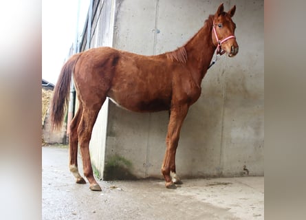 Koń trakeński, Ogier, 1 Rok, 165 cm, Kasztanowata