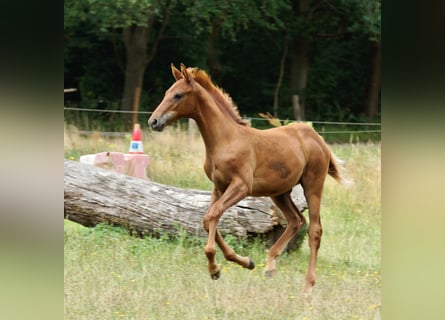 Koń trakeński, Ogier, 1 Rok, 168 cm, Kasztanowata