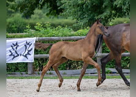 Koń trakeński, Ogier, 1 Rok, 170 cm, Ciemnogniada