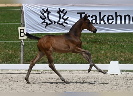 Koń trakeński, Ogier, 1 Rok, 170 cm, Gniada