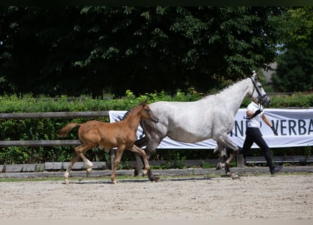 Koń trakeński, Ogier, 1 Rok, Siwa