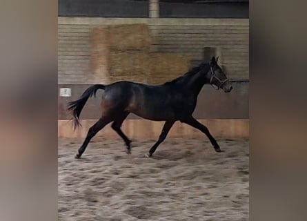 Koń trakeński, Ogier, 2 lat, 163 cm, Gniada