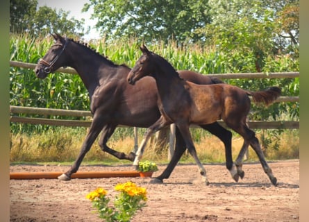 Koń trakeński, Ogier, 2 lat, 167 cm, Skarogniada