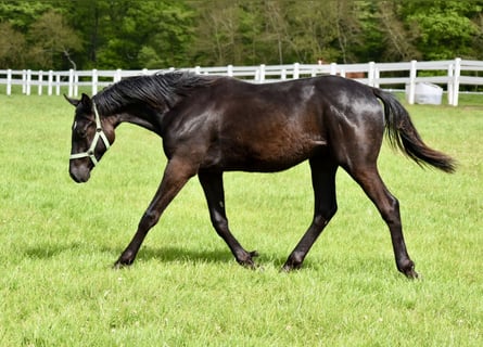 Koń trakeński, Ogier, 2 lat, 168 cm, Skarogniada