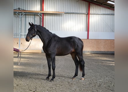 Koń trakeński, Ogier, 2 lat, 168 cm, Skarogniada Koń trakeński, Ogier, 2 lat, 168 cm, Skarogniada