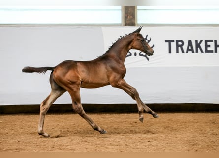 Koń trakeński, Ogier, 2 lat, 170 cm, Ciemnogniada