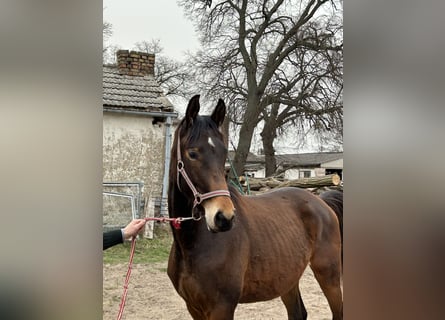 Koń trakeński, Ogier, 2 lat, 170 cm, Ciemnogniada