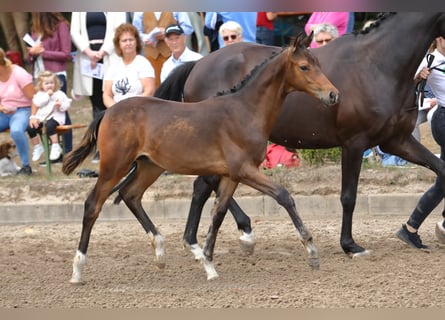 Koń trakeński, Ogier, 2 lat, 170 cm, Gniada