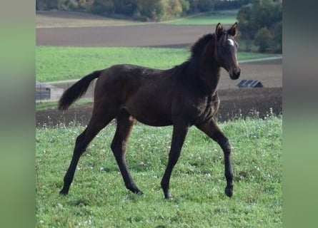 Koń trakeński, Ogier, 2 lat, 174 cm, Ciemnogniada