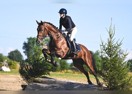 Koń trakeński, Ogier, 4 lat, 170 cm, Gniada