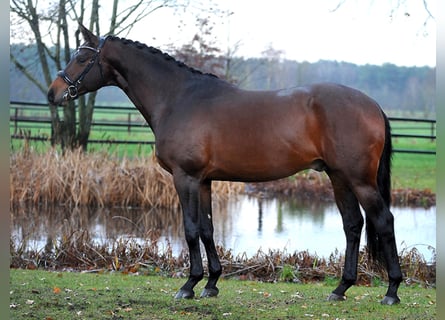 Koń trakeński, Ogier, 7 lat, 170 cm, Gniada