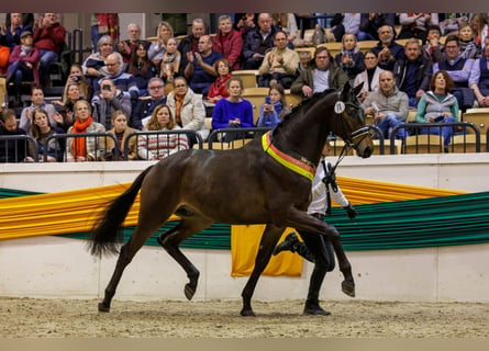 Koń trakeński, Ogier, 5 lat, 174 cm, Gniada