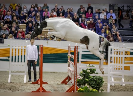 Koń trakeński, Ogier, 7 lat, 169 cm, Srokata