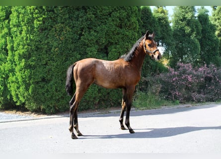 Koń trakeński, Ogier, Źrebak (05/2025), 170 cm, Siwa