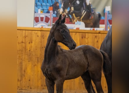 Koń trakeński, Ogier, Źrebak (05/2026), Skarogniada