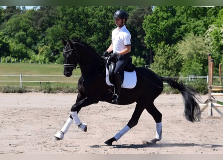 Koń trakeński, Wałach, 3 lat, 167 cm, Kara