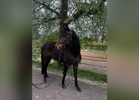 Koń trakeński, Wałach, 4 lat, 166 cm, Gniada