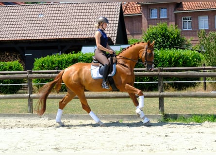 Koń trakeński, Wałach, 5 lat, 166 cm, Kasztanowata