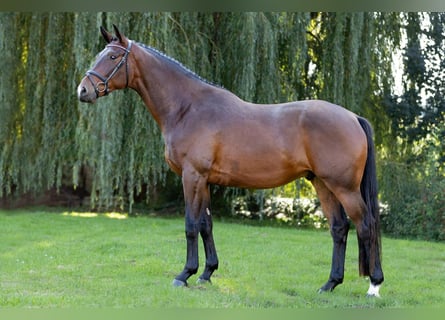 Koń trakeński, Wałach, 5 lat, 168 cm, Ciemnogniada