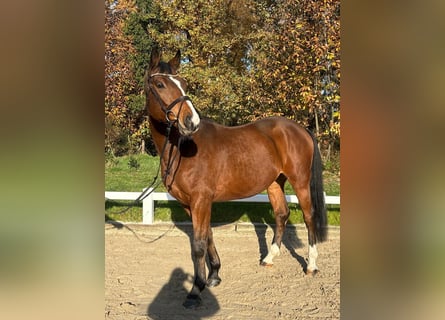 Koń trakeński, Wałach, 5 lat, 168 cm, Gniada