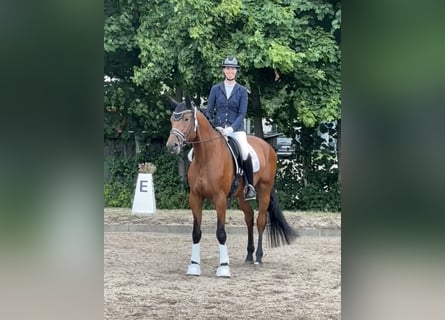 Koń trakeński, Wałach, 6 lat, 175 cm, Gniada