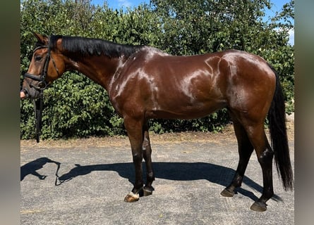 Koń trakeński, Wałach, 8 lat, 170 cm, Gniada