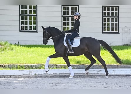 Koń trakeński, Wałach, 9 lat, 175 cm, Kara
