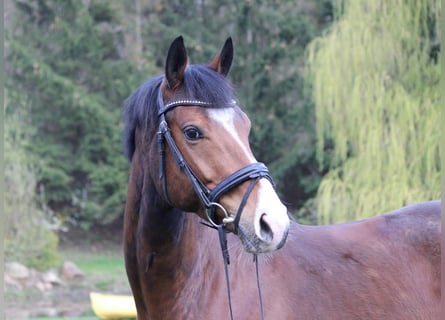 Koń trakeński, Wałach, 10 lat, 166 cm, Gniada