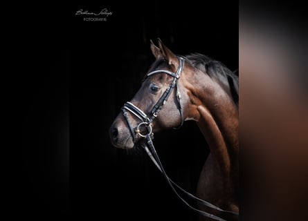 Koń trakeński, Wałach, 10 lat, 168 cm, Skarogniada