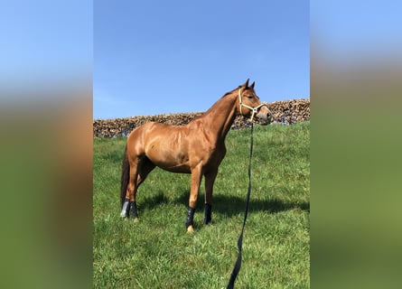 Koń trakeński, Wałach, 13 lat, 173 cm, Kasztanowata