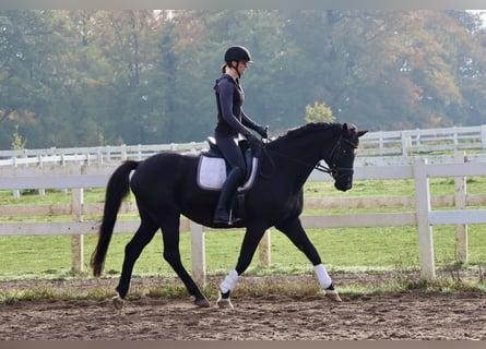 Koń trakeński, Wałach, 16 lat, 165 cm, Kara