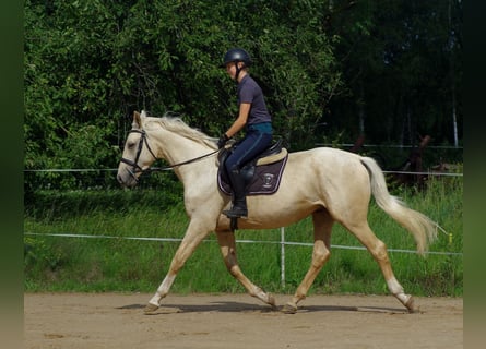 Koń trakeński, Wałach, 3 lat, 163 cm, Izabelowata