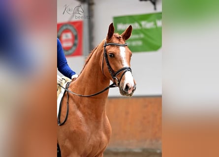 Koń trakeński, Wałach, 3 lat, 166 cm, Kasztanowata