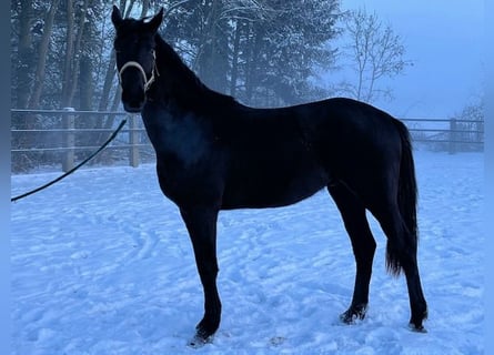 Koń trakeński, Wałach, 3 lat, 167 cm, Kara