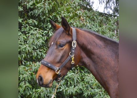 Koń trakeński, Wałach, 3 lat, 170 cm, Gniada