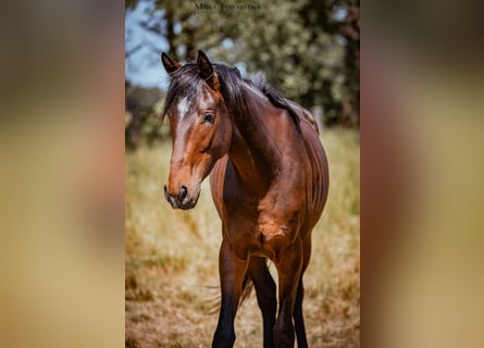 Koń trakeński, Wałach, 3 lat, 172 cm, Ciemnogniada