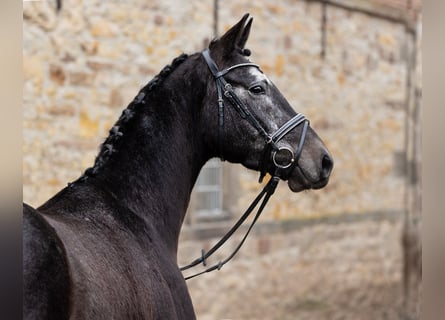 Koń trakeński, Wałach, 4 lat, 168 cm, Siwa